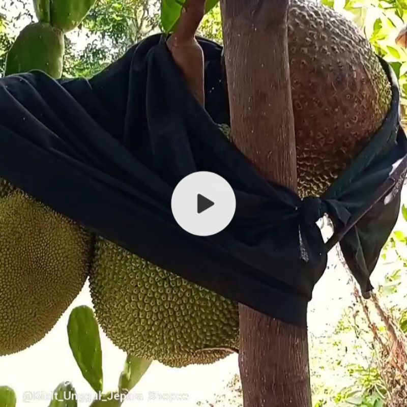 BIBIT NANGKA MADU GENJAH SUDAH BERBUAH