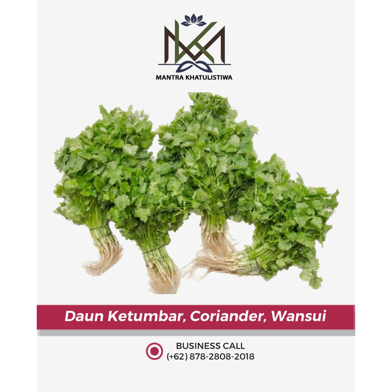 

Daun Ketumbar Coriander Wanshui Segar