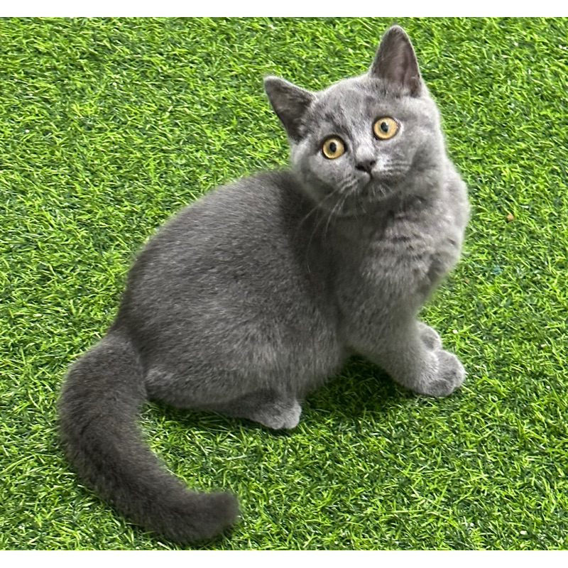 Kucing british shorthair bsh british short hair
