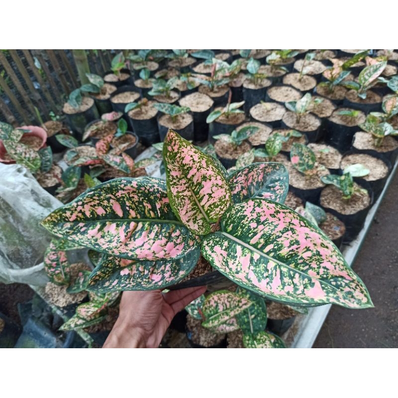 aglonema Ruby compakta