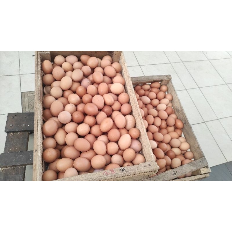 

TELUR AYAN NEGRI GRADE A PETIAN