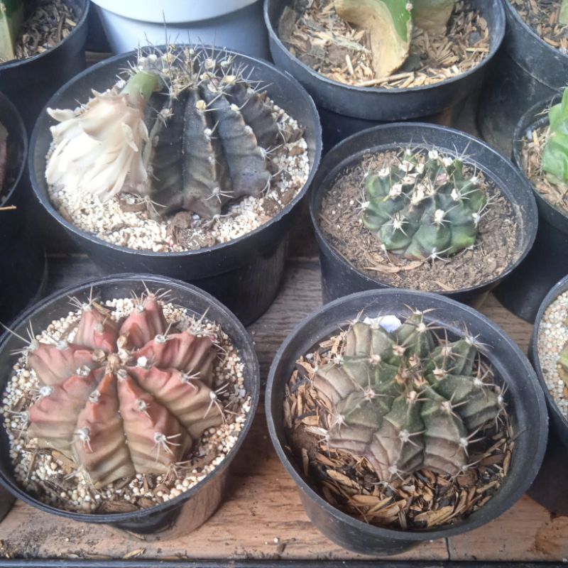 Gymno Miha Hybrid non Var