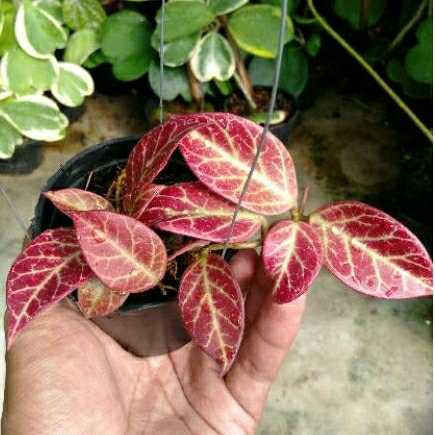 hoya sunrise menor