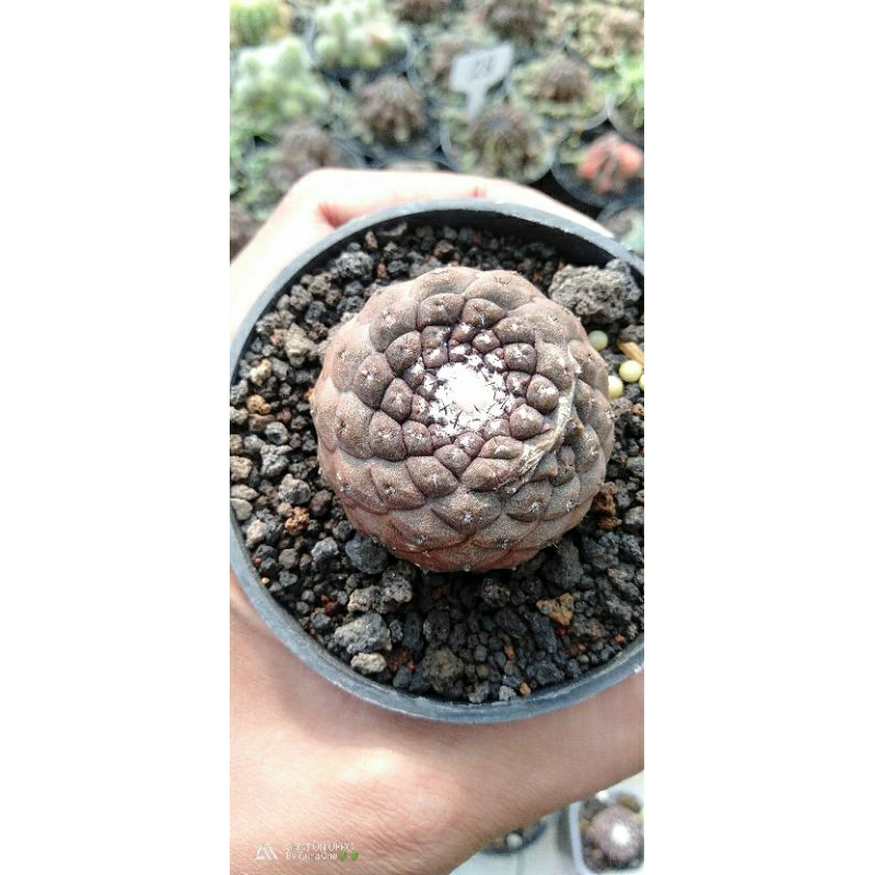 capiapoa hypogea ownroot