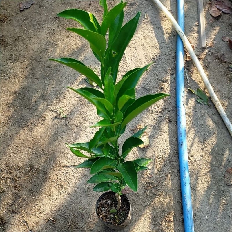 Bibit Tanaman Jeruk Baby