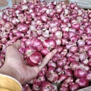 

Bawang merah probolinggo 500 gr
