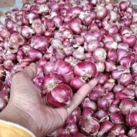 

Bawang merah probolinggo 1kg