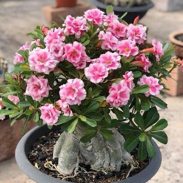 BIBIT BUNGA ADENIUM ARABICUM YAMAN KARAKTER BONSAI HIAS / TANAMAN KAMBOJA ADENIUM BUNGA TUMPUK HIDUP