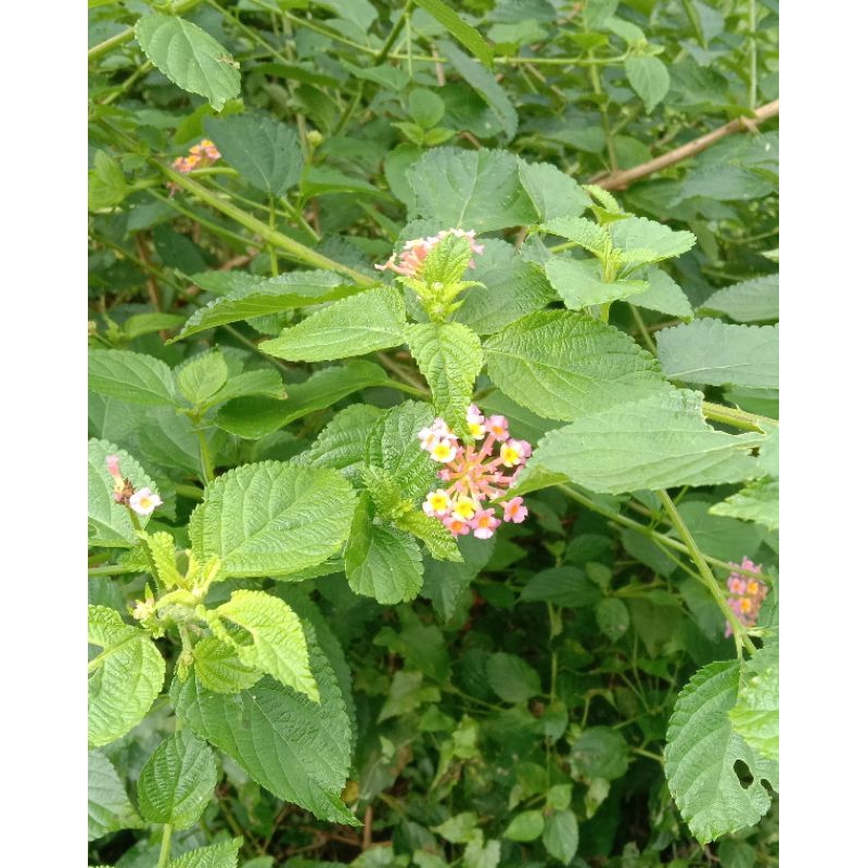 

DAUN TEMBELEKAN/CAMARA/MURAH 250 GRAM