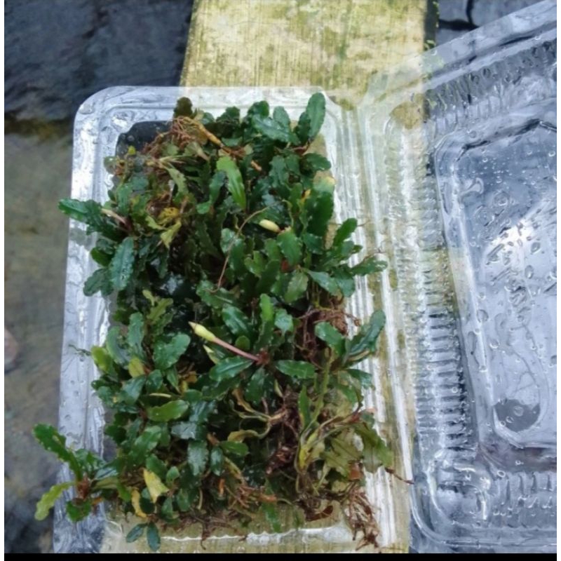 buce mini  permika tanaman aquascape