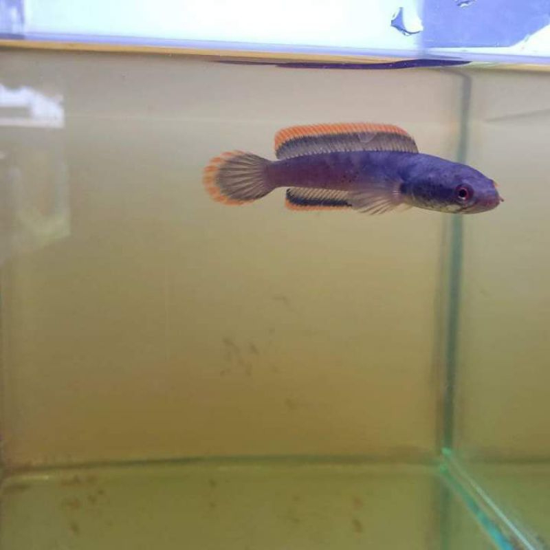 limbata CB lawu rim tebal 6-7