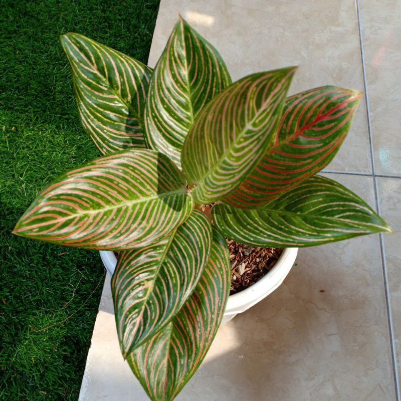 Aglonema Golden Hope