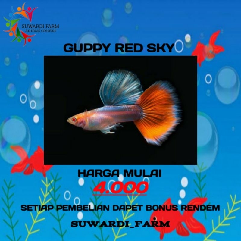 penghias aquarium guppy red sky