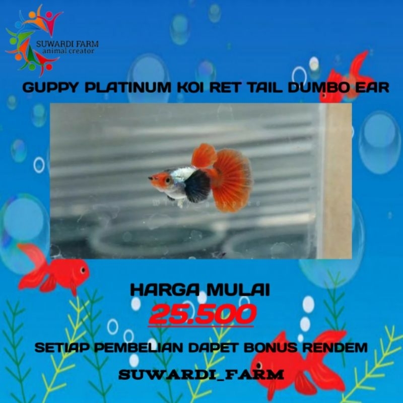 PENGHIAS AQUARIUM (GUPPY PLATINUM KOI RED TAIL DUMBO EAR)