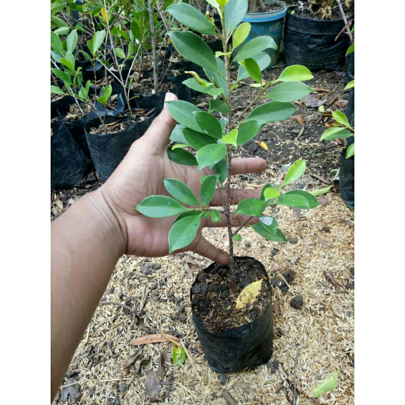 bibit bonsai kimeng stek subur