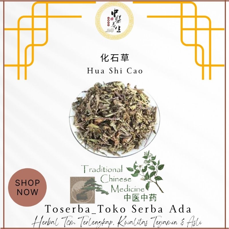 

100gr Herbal Hua Shi Cao 化石草 Herb Of Spicate Clerodendranthus