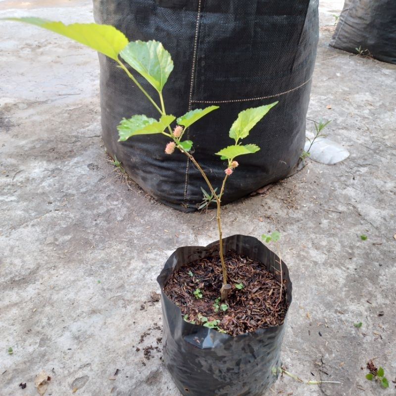 Bibit tanaman murbei besaran bahan bonsai