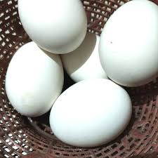 

telur angsa segar