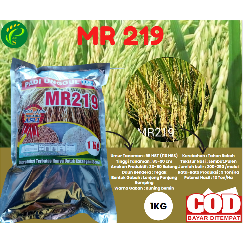 Biji Padi Bibit Padi Unggul MR219 1KG