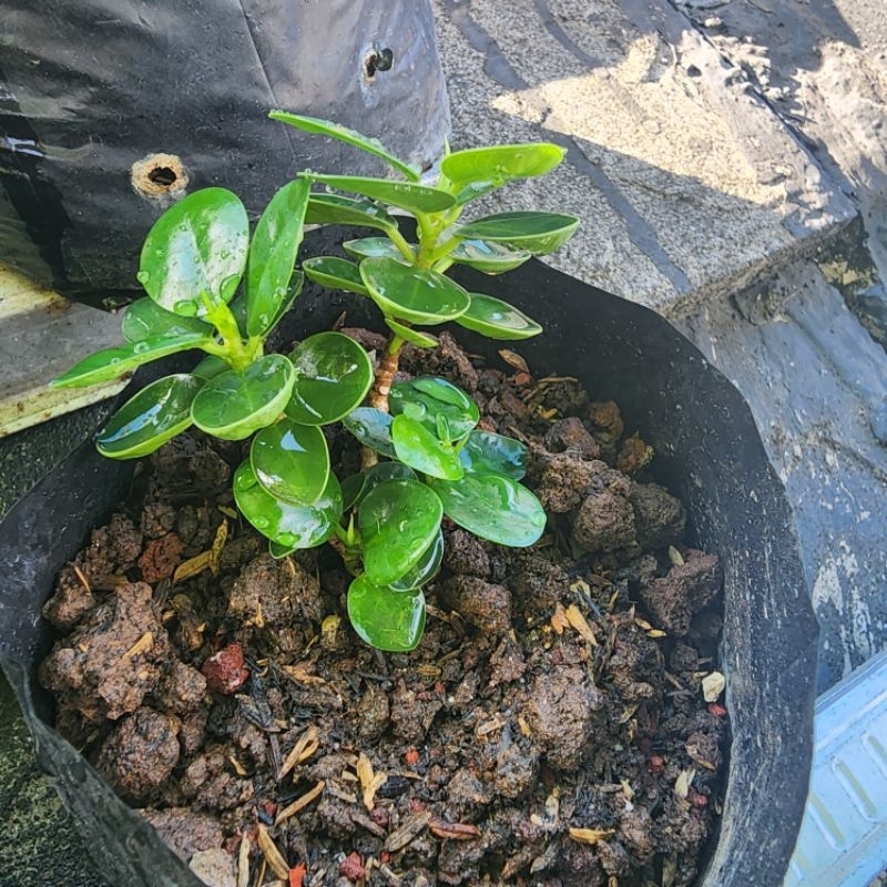 Bibit Beringin Dolar Mangkok Dollar Bahan Bonsai