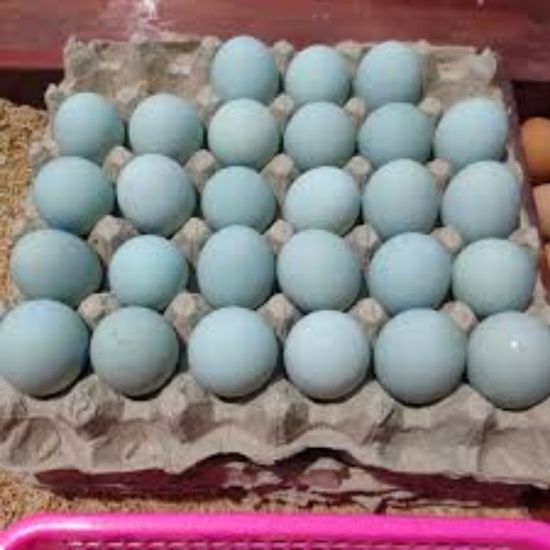 

Telor bebek