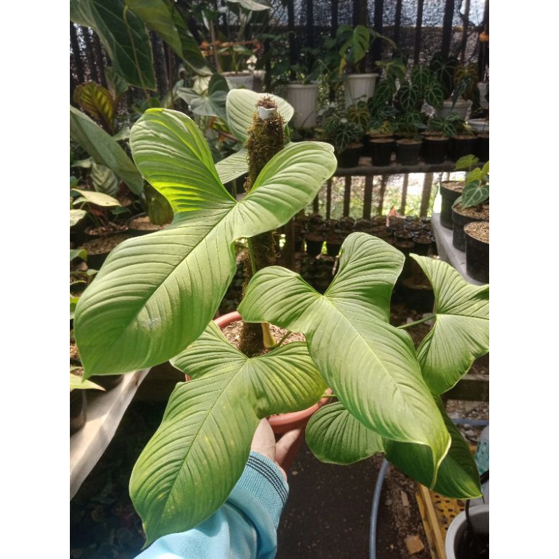tanaman hias philodendron fibrae mature