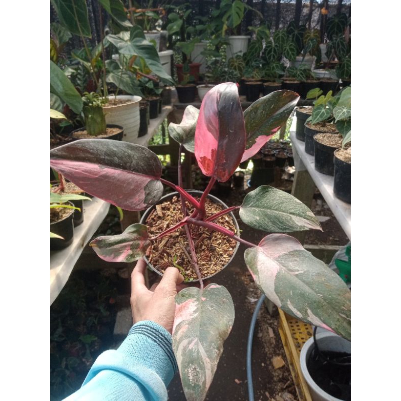 philodendron pink princess marble