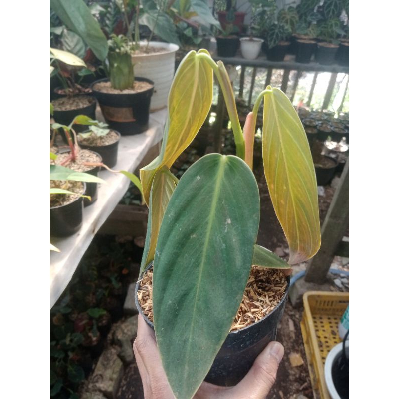 tanaman hias philodendron gigas