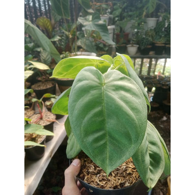 tanaman hias syngonium frosted heart