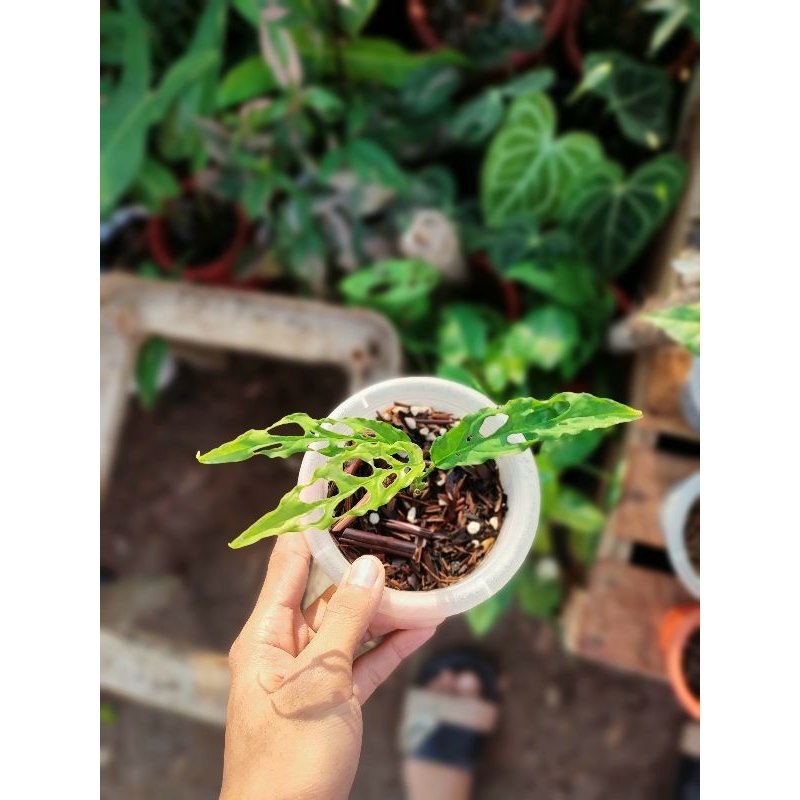 Monstera Obliqua Peru