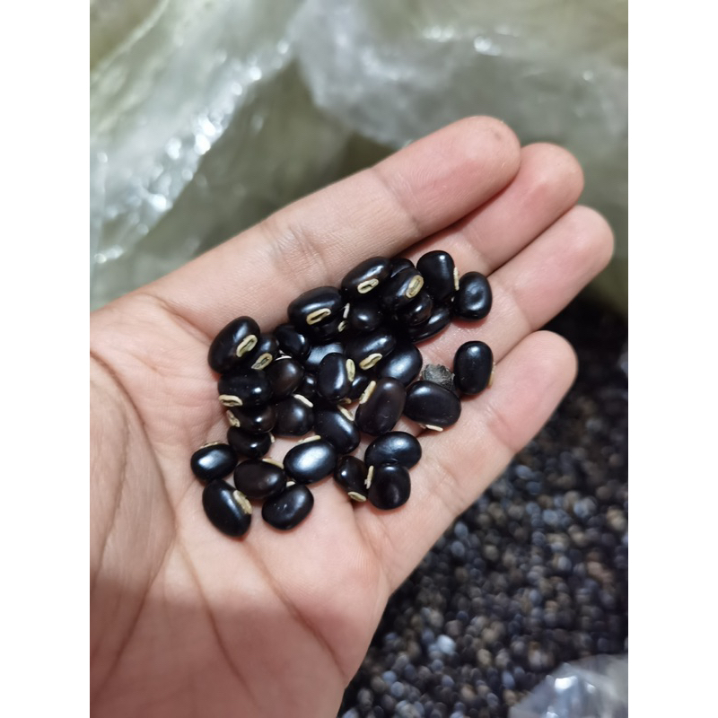 Kacang MB benih MB Mucuna bracteata