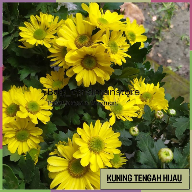 TANAMAN BUNGA KRISAN SERUNI ASTER WARNA KUNING TENGAH HIJAU