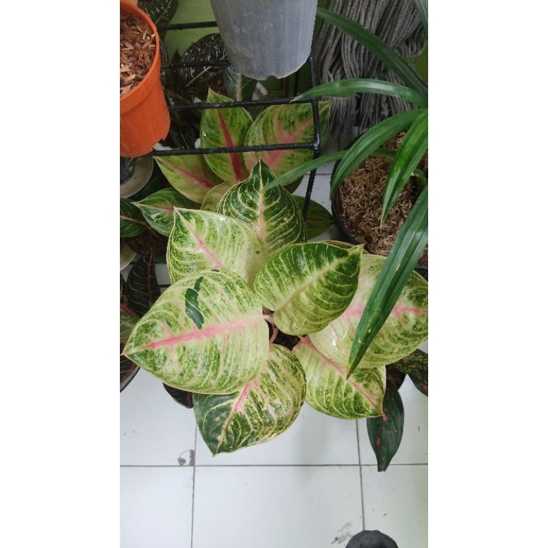 Aglaonema Moonlight