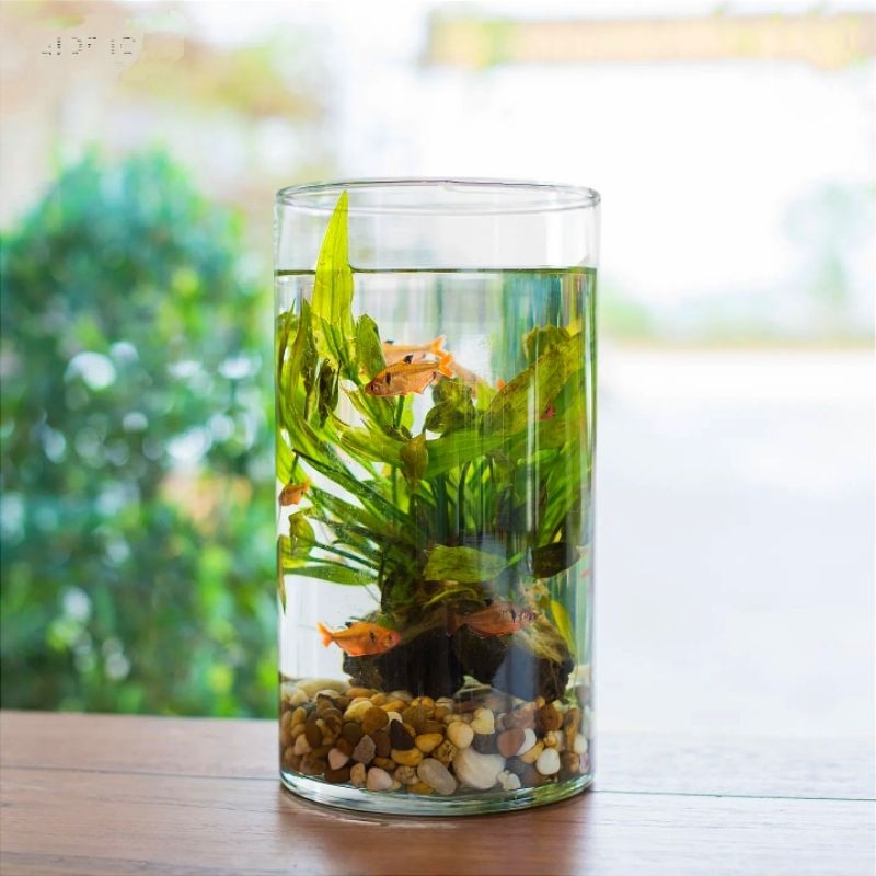 AQUARIUM MINI TABUNG KACA / AKUARIUM IKAN HIAS GUPPY CUPANG / AQUASCAPE MINIMALIS