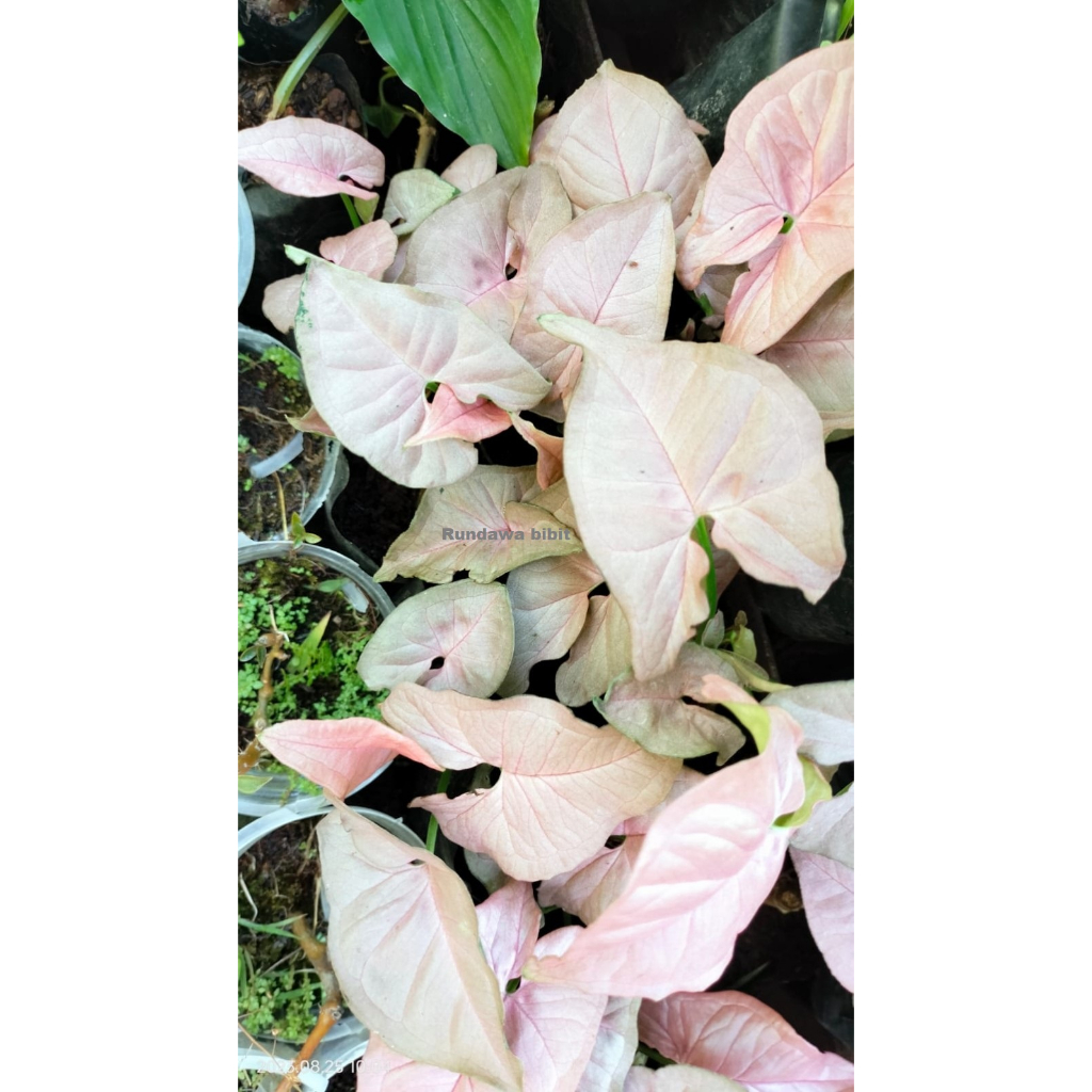 Tanaman syngonium robusta pink neon