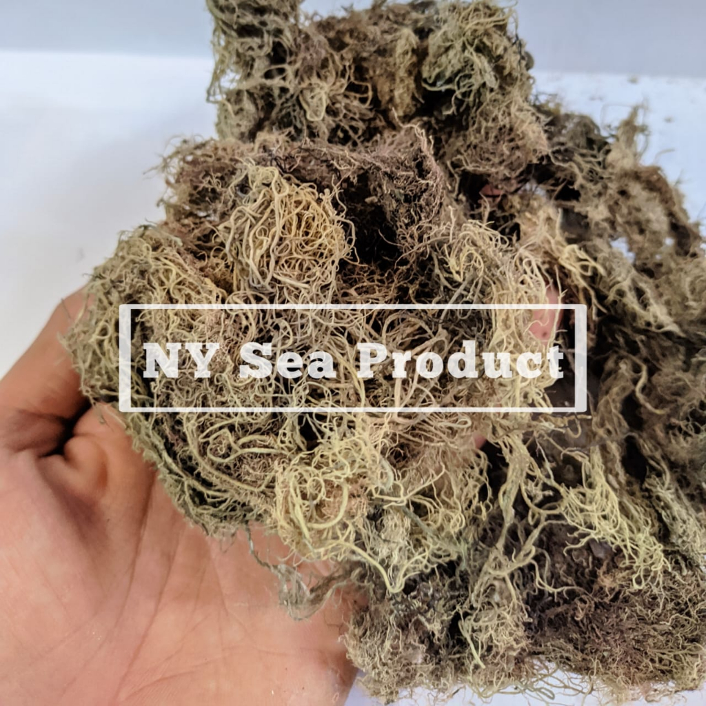 

Rumput Laut Kering Gracilaria spp Original