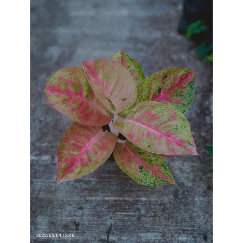 aglaonema mahasety