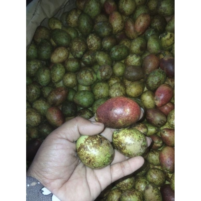 

Buah matoa 1 kg