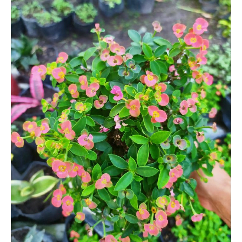 euphorbia mini milli mikro