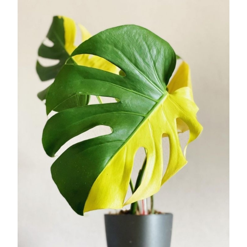 Monstera Variegata Yellow Tanaman Hias Monstera Yellow Variegata Termurah