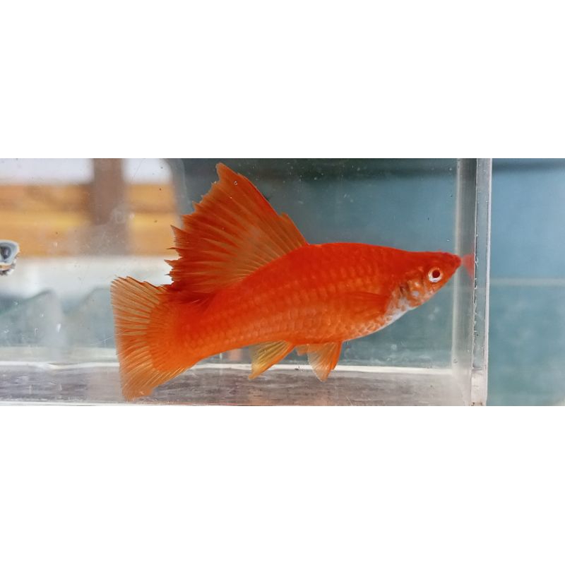 

ikan platy firecraker