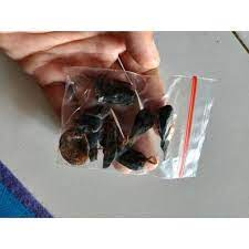

empedu biawak kering 2 biji