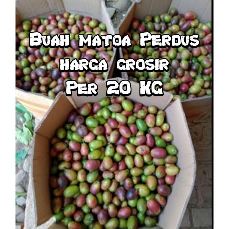 

BUAH MATOA PER DUS - 20 KG & PER KRAT 10 KG