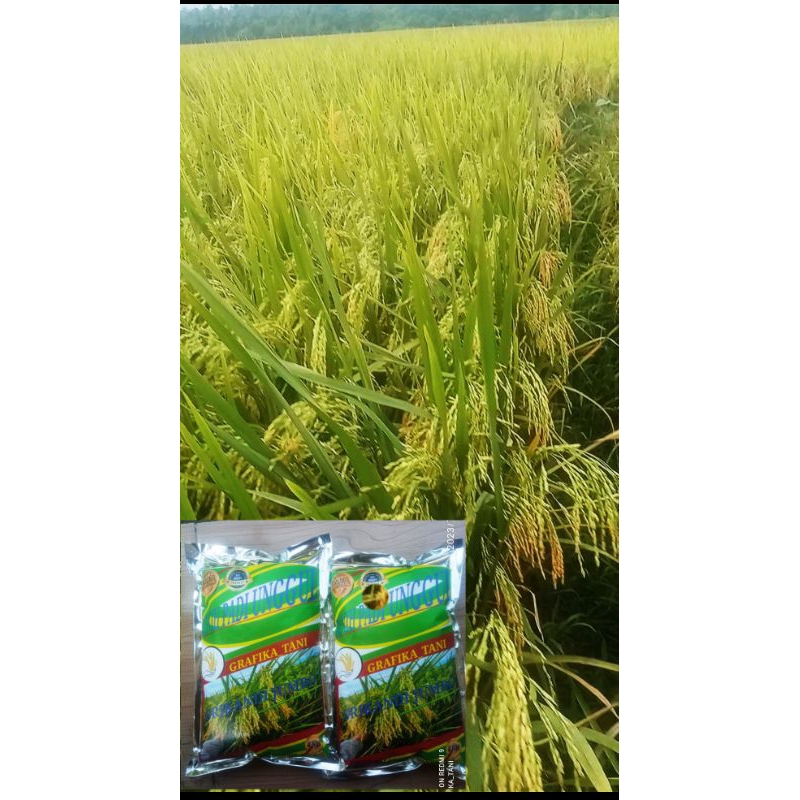 Benih padi srikandi jumbo 1kg