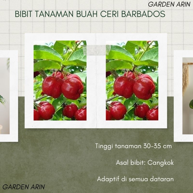 Bibit Tanaman Buah Ceri Barbados / Barbados Cherry