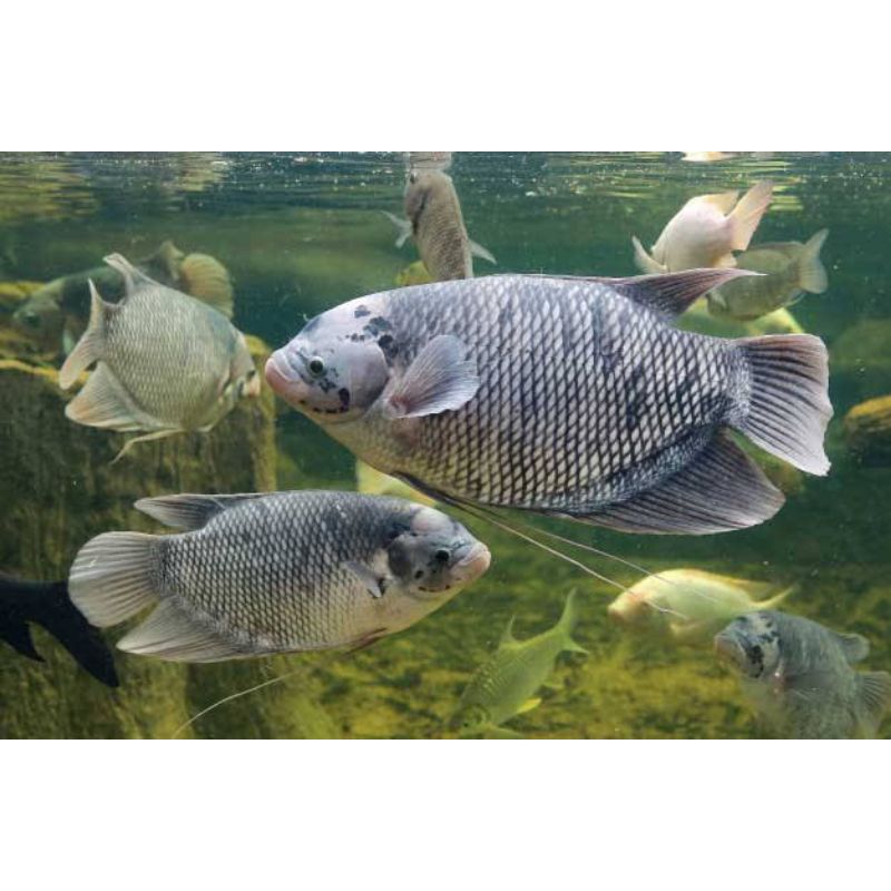 

ikan gurame