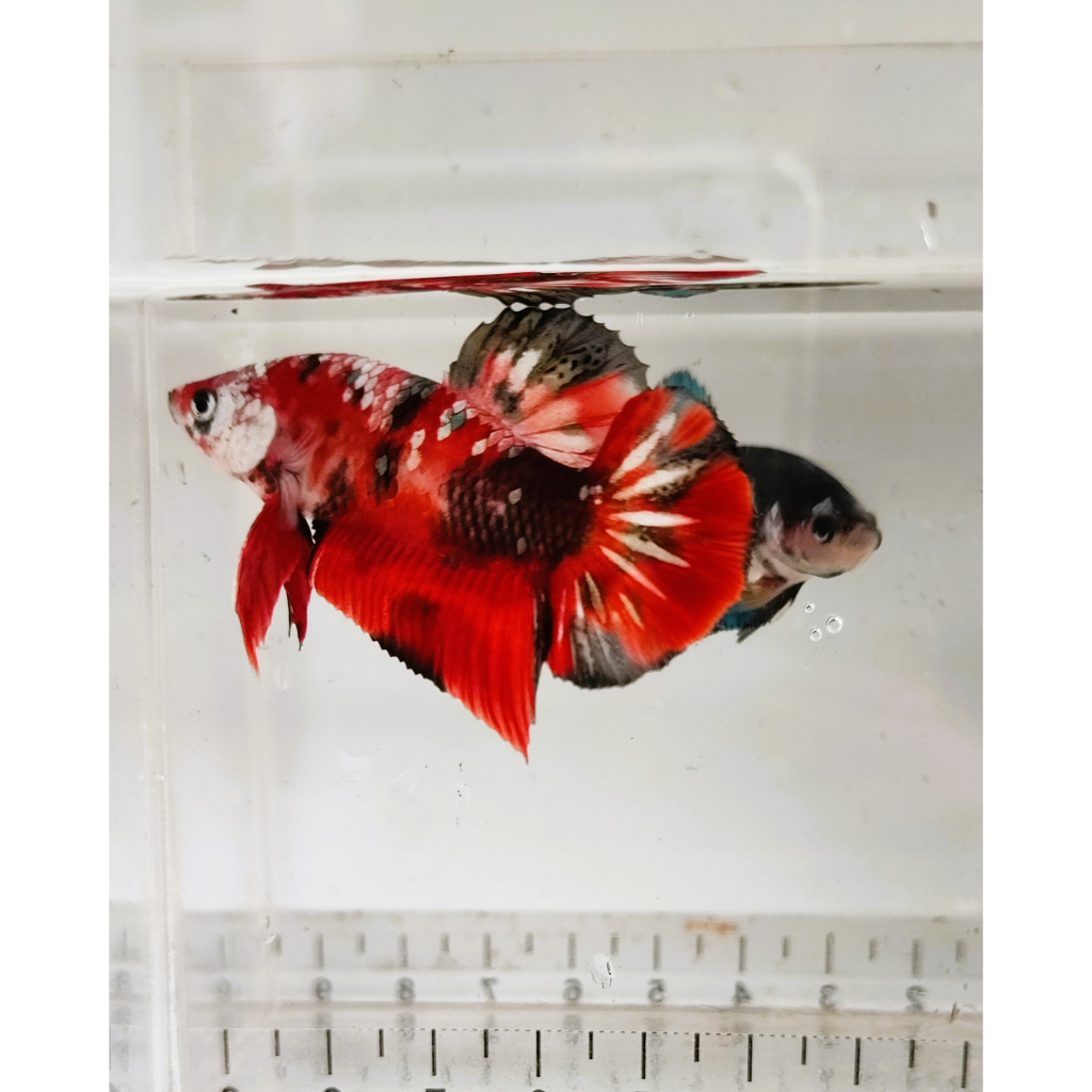 Red Koi Copper RKC Cupang Iron Man