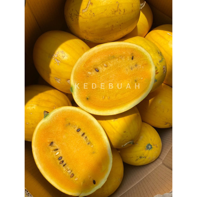 

Semangka Golden 1 Buah