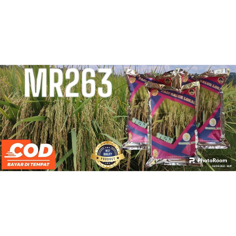 Padi mr 263 kemasan 1kg padi mr terbaru