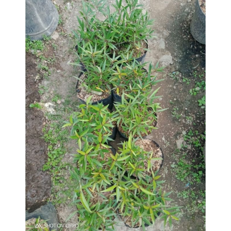 Bahan Bonsai Import Ficus California/ Beringin Kalifornia